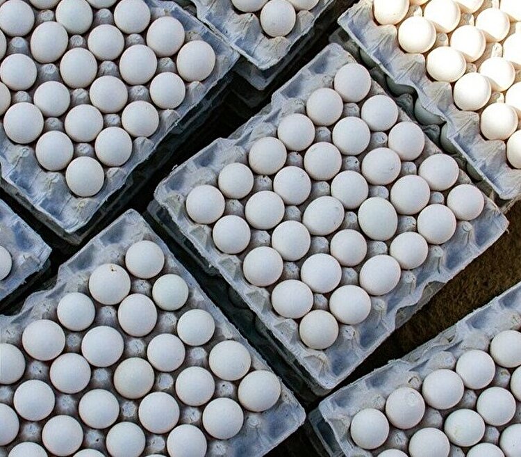 صادرات ۲ هزار تن تخم مرغ خوراکی از کرج به کشورهای همجوار