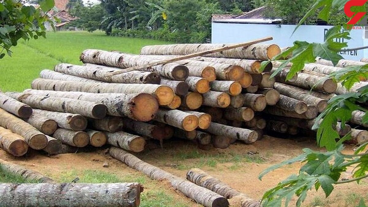 فرمانده انتظامی ساوجبلاغ از کشف ۳ تن چوب قاچاق توسط ماموران پلیس آگاهی این شهرستان خبر داد.