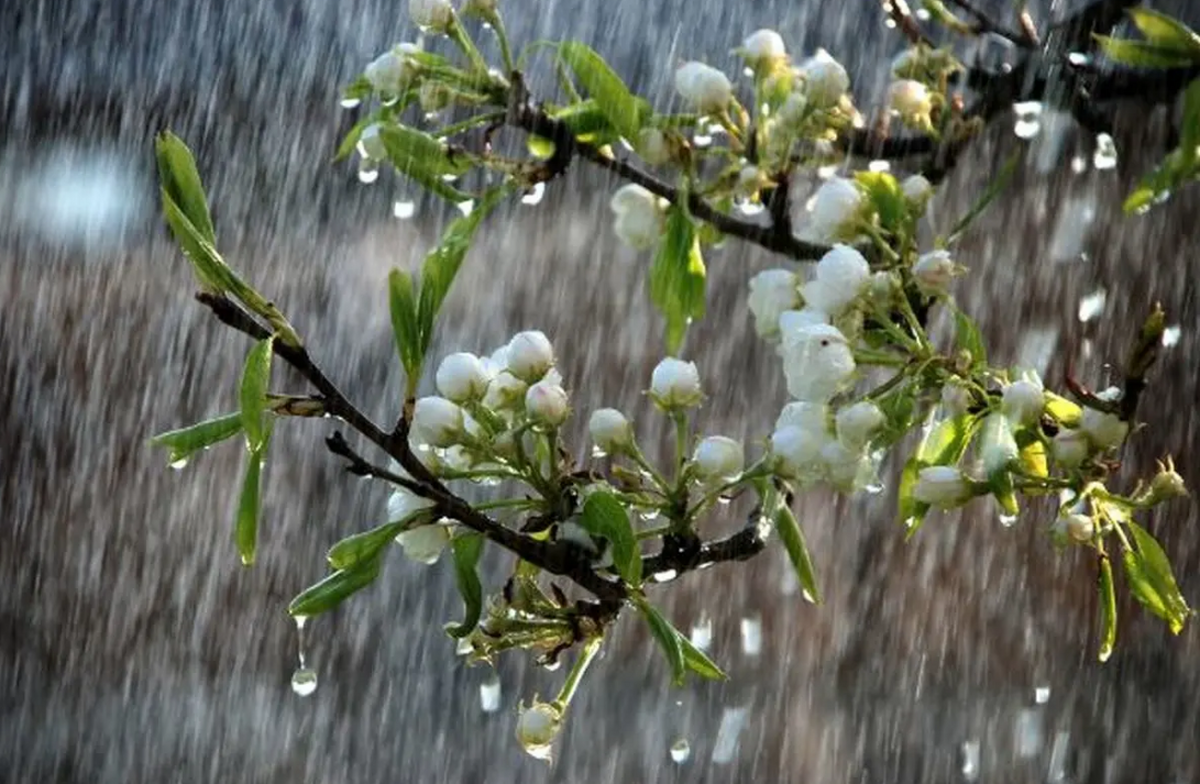مدیرکل هواشناسی البرز گفت: این هفته دو سامانه بارشی وارد البرز می‌شود که سامانه دوم بارش‌های خوبی را در پی خواهد داشت.