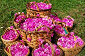 پیش بینی برداشت ۷۰ تُن گل محمدی از اراضی طالقان