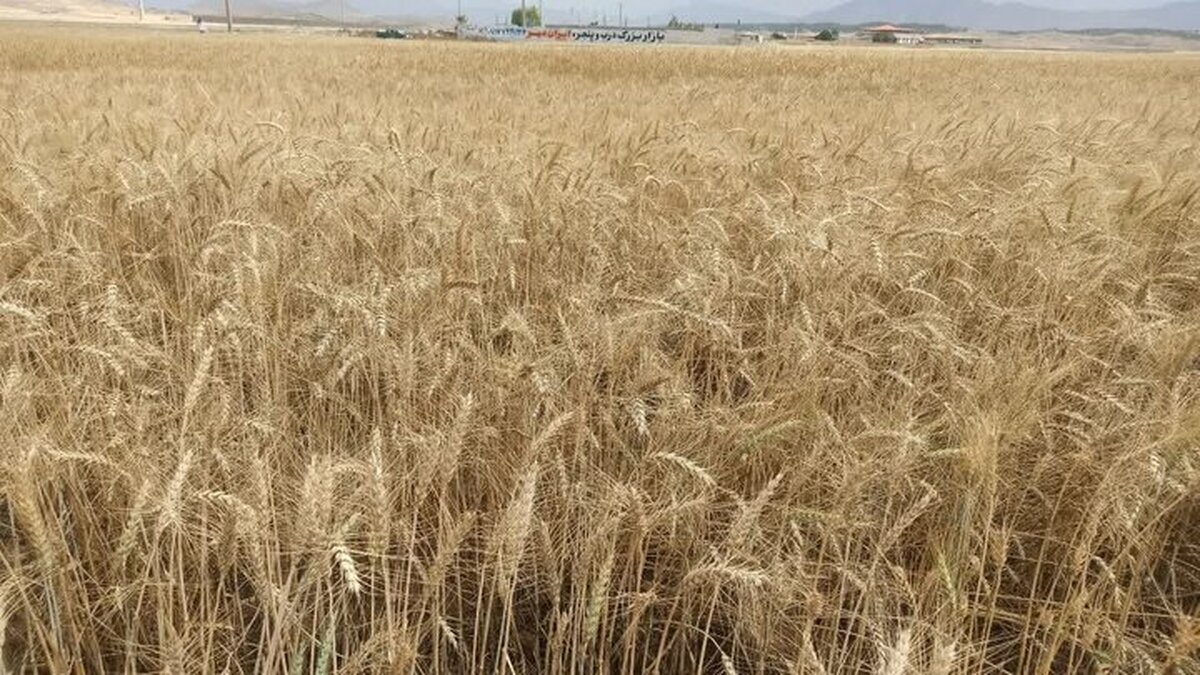 مدیر زراعت جهاد کشاورزی استان البرز گفت: پیش بینی می‌شود بیش از ۴۷ هزار تن گندم از مزارع کشاورزی استان برداشت شود.