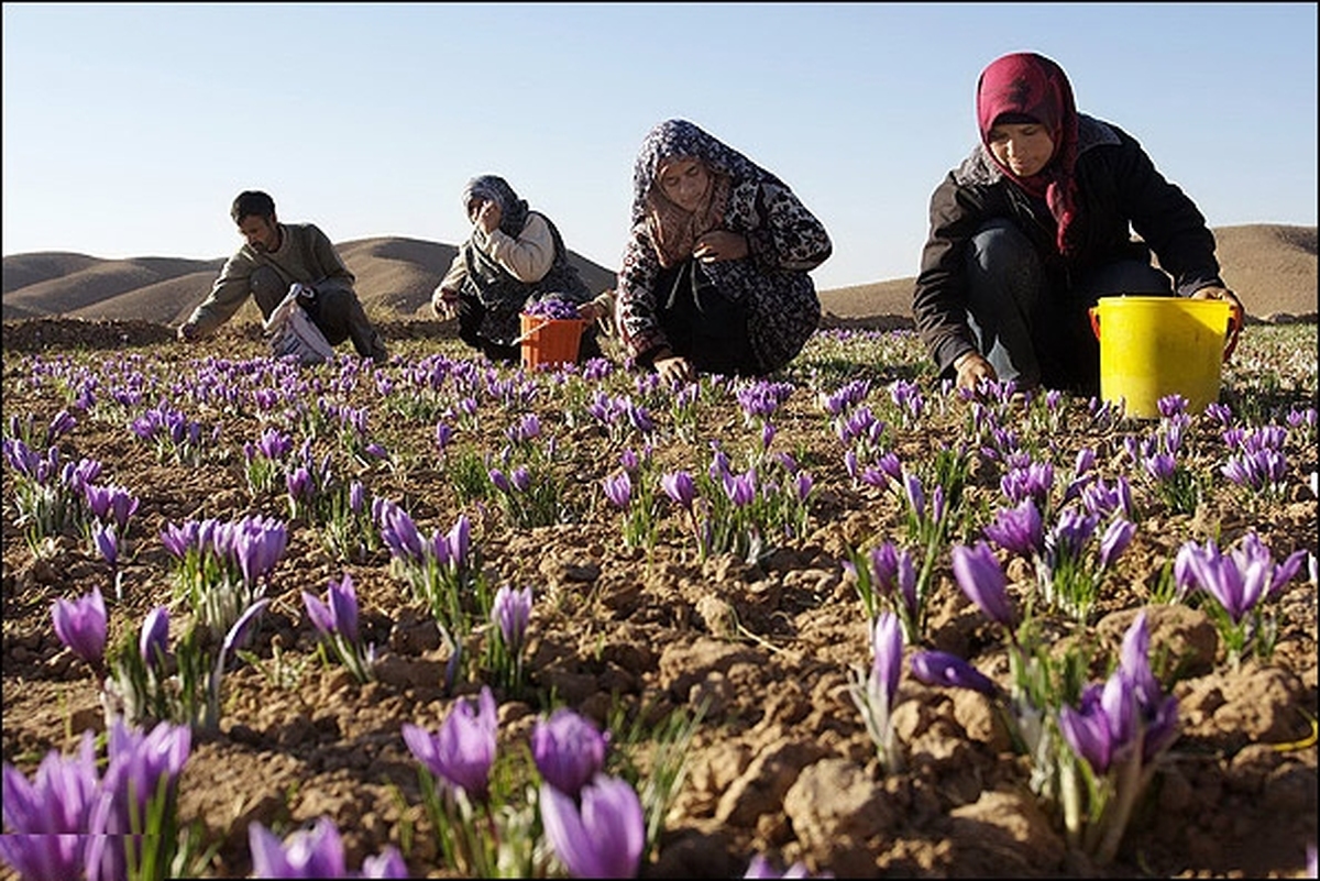 دستیار مردمی سازی رییس سازمان جهاد کشاورزی استان البرز با اشاره به فعالیت ۱۵ صندوق اعتبارات خرد در این استان گفت: تاکنون ۴۲۰ زن روستایی در البرز به عضویت این صندوق ها درآمده اند.