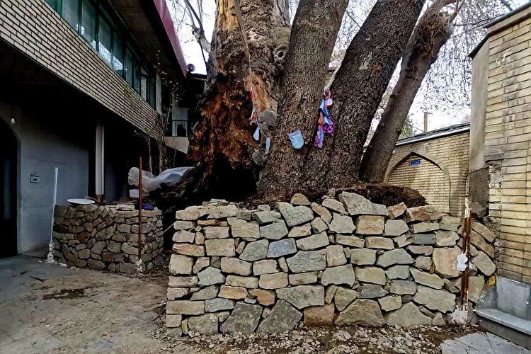 پیشرفت ۷۰ درصدی عملیات حفاظت از چنار‌های کهنسال مسجد جامع برغان