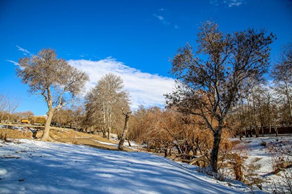 ببینید | باغستان کرج در آغوش برف