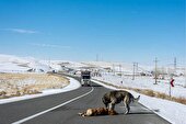 رانندگان مراقب عبور حیات‌وحش باشند