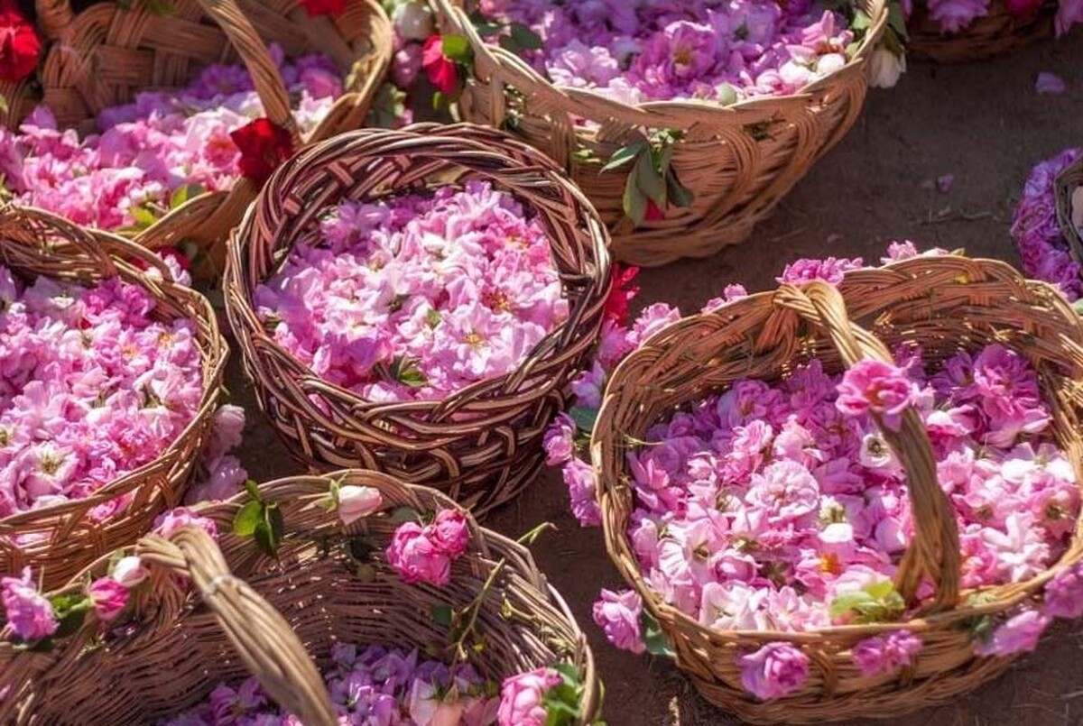 سرپرست اداره کل میراث فرهنگی،گردشگری و صنایع‌ دستی استان البرز از برگزاری جشنواره گلاب‌گیری در کرج از امروز ۲۳ اردیبهشت در این استان خبر داد.