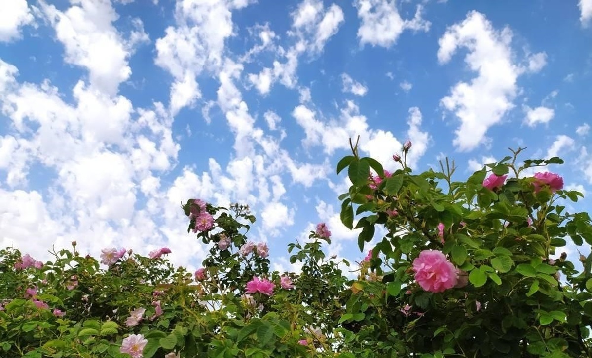 سالانه بیش از ۲۳۰ تن گل محمدی از مزارع شهرستان ساوجبلاغ برداشت می‌شود که سهم عمده‌ای در تولید گلاب، اسانس و فرآورده‌های گیاهی استان البرز دارد.