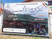 واکسیناسیون ۸۰ هزار راس دام با اهتمام جهادگران بسیجی  البرز
