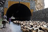 جاده چالوس امشب به دلیل کوچ فصلی عشایر مسدود می‌شود