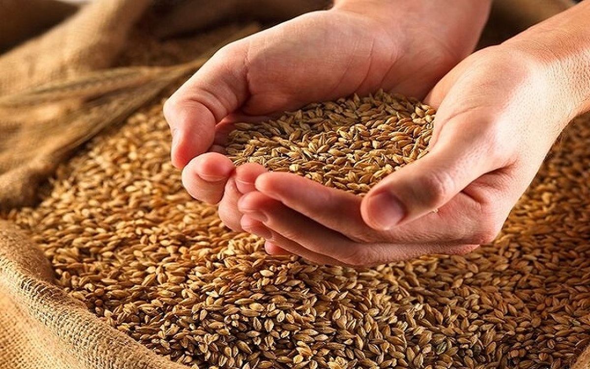 رئیس موسسه تحقیقات اصلاح و تهیه نهال و بذر، از معرفی دو رقم جدید گندم و دو رقم جدید سورگوم علوفه‌ای مقاوم به شرایط نامساعد محیطی در راستای ارتقای امنیت غذایی خبر داد.