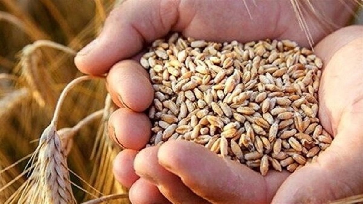 عضو هیات علمی و رییس اداره خدمات فنی و محیط‌های تحقیقاتی موسسه تحقیقات ثبت و گواهی بذر و نهال کشور گفت: اجرای طرح ملی شناسه بارکددار پایانی بر جعل و تقلب در بازار تامین بذر و نهال است.