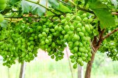 برداشت غوره‌ از باغات ساوجبلاغ