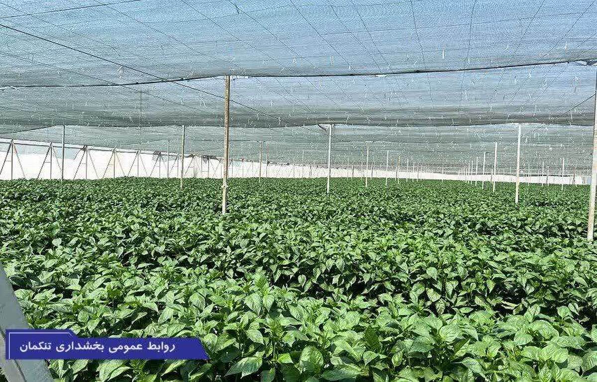 در بازدید بخشدار تنکمان از مجموعه‌های گلخانه‌ای در تنکمان، بر ضرورت حمایت همه دستگاه‌های خدمات‌رسان از تولیدکنندگان محلی به ویژه در حوزه کشاورزی و دامداری تأکید شد.