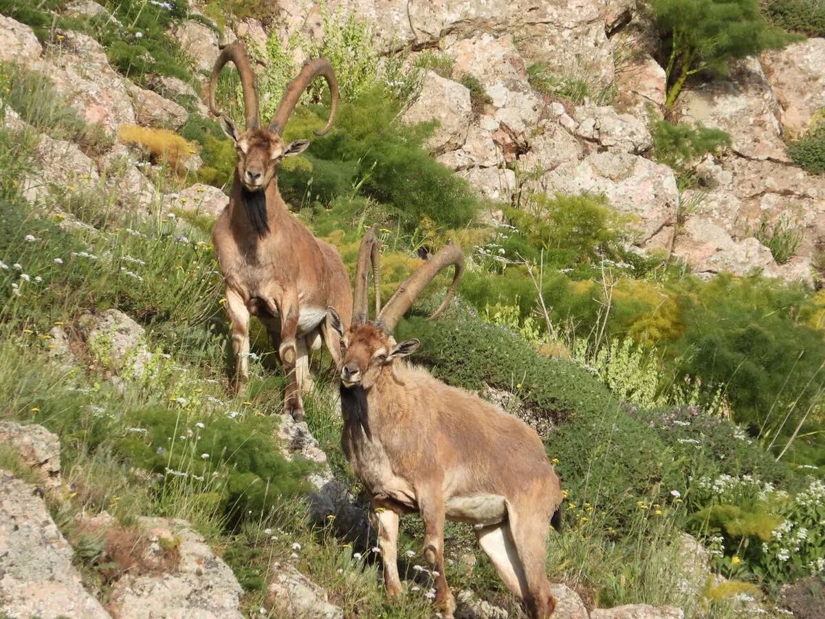 اداره کل حفاظت محیط زیست استان البرز از پژوهشگران، دانشجویان، بازنشستگان، فعالان محیط زیست، تشکل‌های مردم‌نهاد و جوامع محلی برای همکاری افتخاری در اجرای برنامه سرشماری زمستانه حیات‌وحش استان در سال جاری دعوت کرد.