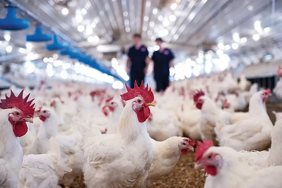 صنعت طیور در استان البرز در شرایطی بحرانی به سر می‌برد؛ ضرر‌های هنگفت، کاهش ارزش پول ملی، افزایش شدید هزینه‌های تولید و سیاست‌های قیمت‌گذاری باعث شده‌اند مرغداران با خطر تعطیلی و ورشکستگی مواجه شوند. در ماه‌های اخیر، مرغداران البرزی زیان‌های گسترده‌ای را متحمل شده‌اند که ممکن است منجر به یک موج ورشکستگی در صنعت طیور این استان شود. از طرف دیگر، کاهش ارزش ریال باعث شده واردات نهاده‌هایی مثل ذرت و سویا گران‌تر شوند. علاوه براین مسائل کمبود نهاده‌های دامی، بیماری‌های شیوع یافته در جمعیت طیور، و مشکلات زنجیره تأمین است که باعث کاهش تولید و افزایش قیمت‌ها شده است.