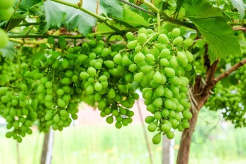 برداشت غوره‌ از باغات ساوجبلاغ