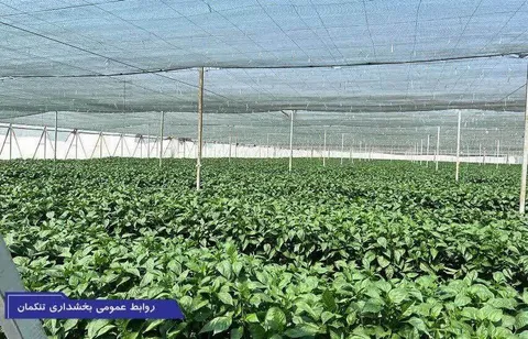 از تولیدکنندگان بخش تنکمان حمایت خواهیم کرد
