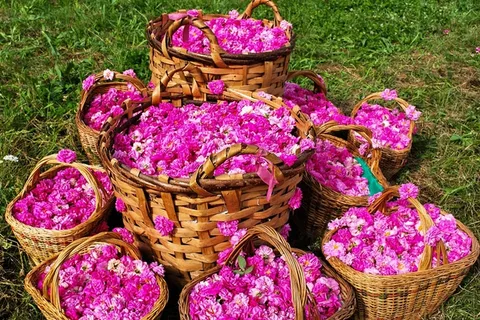 پیش بینی برداشت ۷۰ تُن گل محمدی از اراضی طالقان