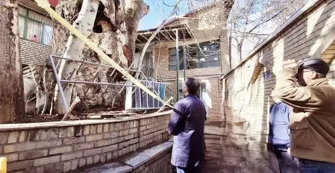 ۳ برنامه دانشگاه تهران برای حفاظت از درخت چنار کهنسال برغان