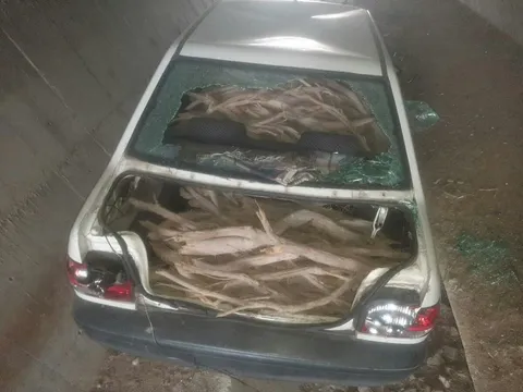به دام افتادن قاچاقچیان چوب در نظرآباد