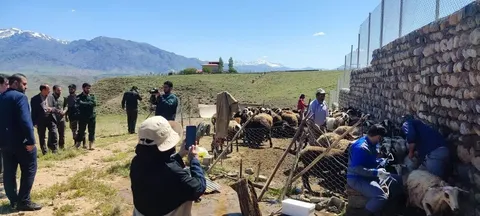واکسینه شدن ۳۴هزار راس دام سبک در طالقان