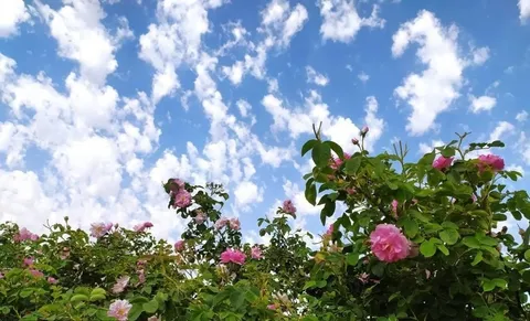 برداشت سالانه بیش از ۲۳۰ تن گل محمدی از مزارع ساوجبلاغ